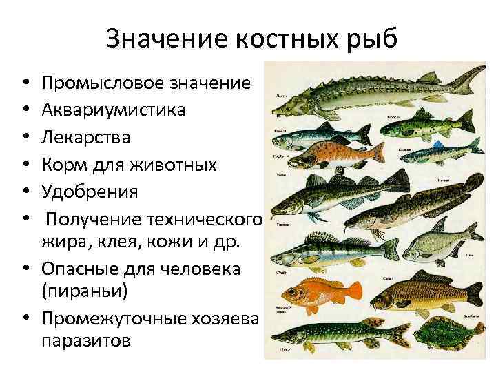 Значение костных рыб Промысловое значение Аквариумистика Лекарства Корм для животных Удобрения Получение технического жира,