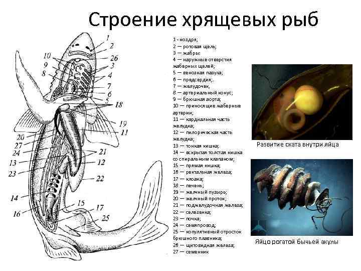 Строение хрящевых рыб 1 - ноздря; 2 — ротовая щель; 3 — жабры: 4