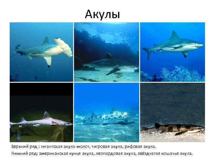Акулы Верхний ряд : гигантская акула-молот, тигровая акула, рифовая акула. Нижний ряд: американская кунья