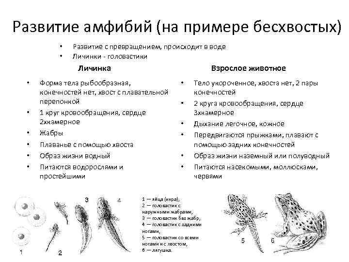 Развитие личинки земноводных