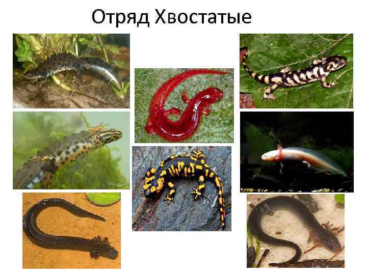 Отряд Хвостатые 