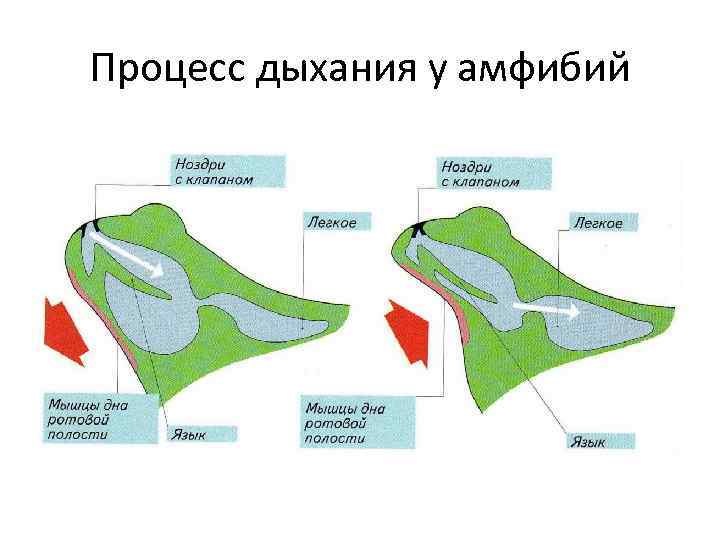 Процесс дыхания у амфибий 