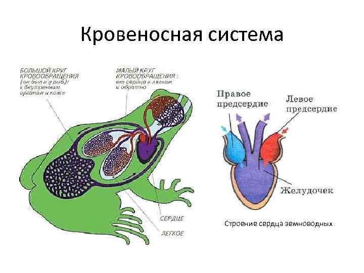 Круги кровообращения земноводных схема