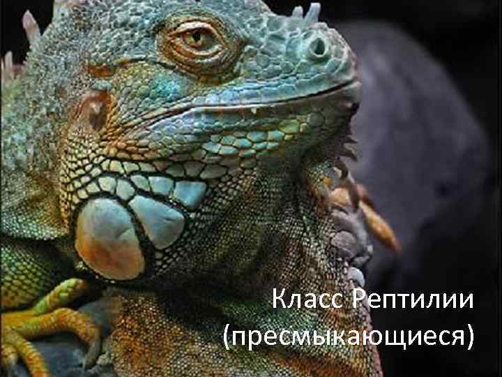 Класс Рептилии (пресмыкающиеся) 