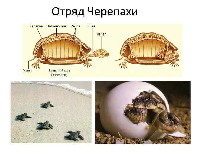 Презентация по биологии черепахи 7 класс по биологии