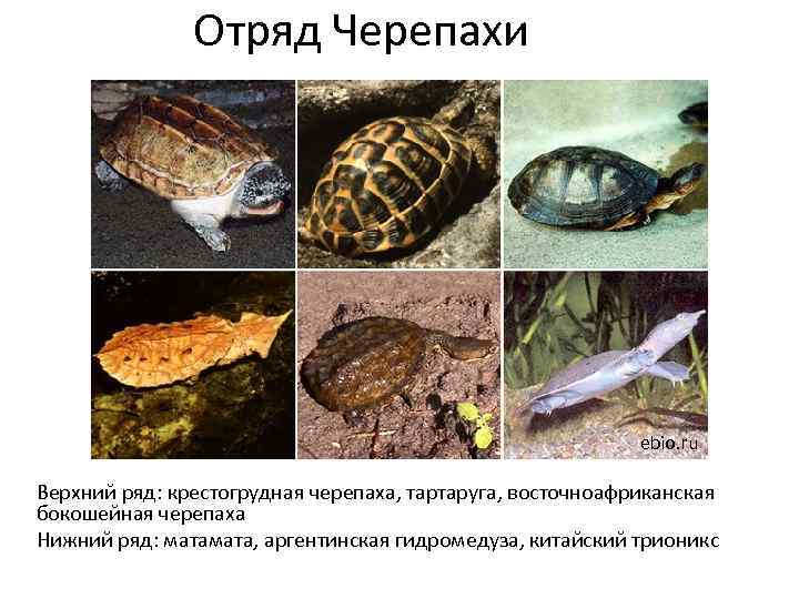 Отряд Черепахи ebio. ru Верхний ряд: крестогрудная черепаха, тартаруга, восточноафриканская бокошейная черепаха Нижний ряд: