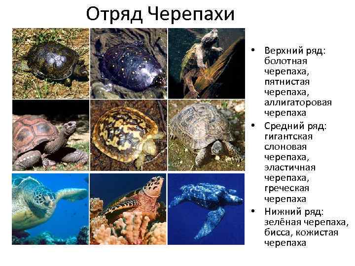 Отряд Черепахи • Верхний ряд: болотная черепаха, пятнистая черепаха, аллигаторовая черепаха • Средний ряд: