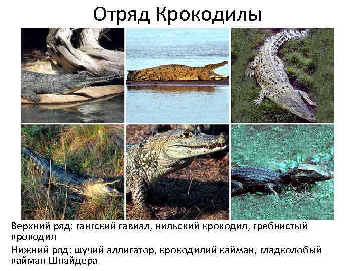 Отряд Крокодилы ebio. ru Верхний ряд: гангский гавиал, нильский крокодил, гребнистый крокодил Нижний ряд: