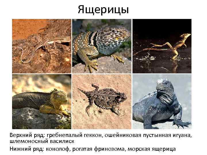 Ящерицы Верхний ряд: гребнепалый геккон, ошейниковая пустынная игуана, шлемоносный василиск Нижний ряд: конолоф, рогатая