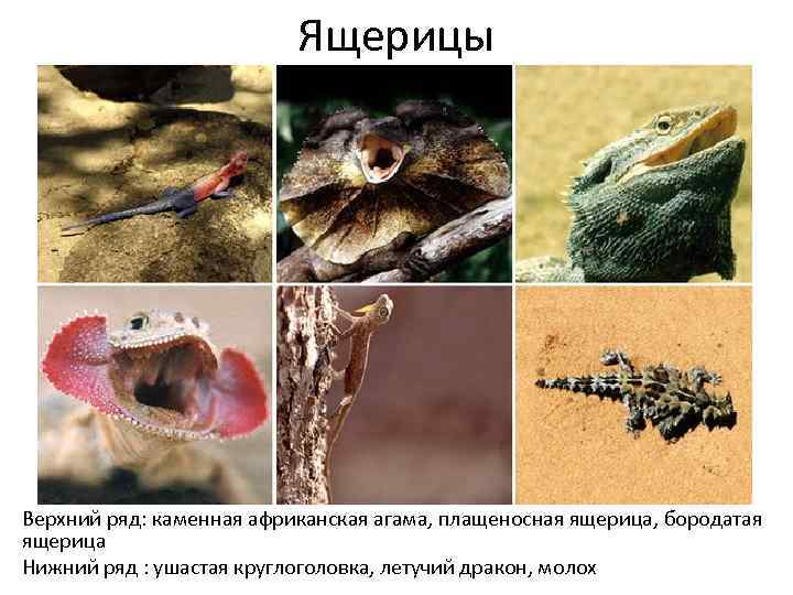 Ящерицы Верхний ряд: каменная африканская агама, плащеносная ящерица, бородатая ящерица Нижний ряд : ушастая