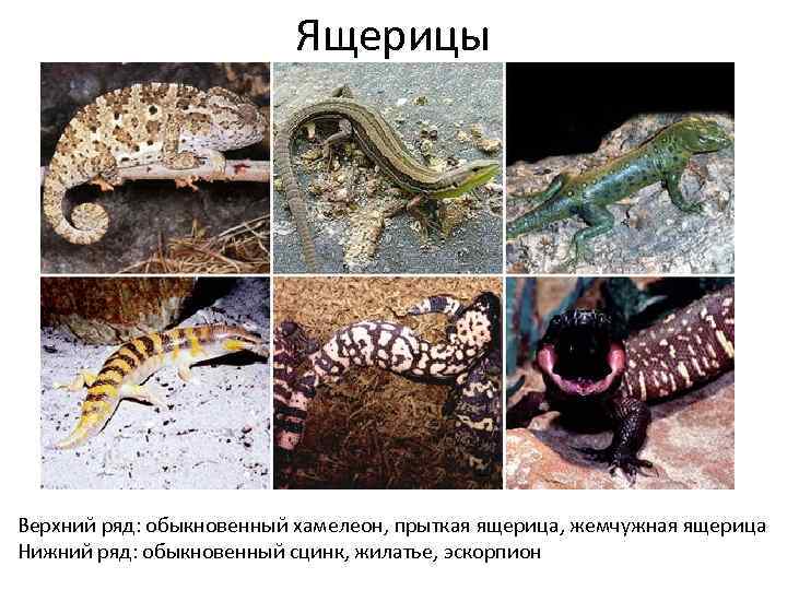 Ящерицы Верхний ряд: обыкновенный хамелеон, прыткая ящерица, жемчужная ящерица Нижний ряд: обыкновенный сцинк, жилатье,