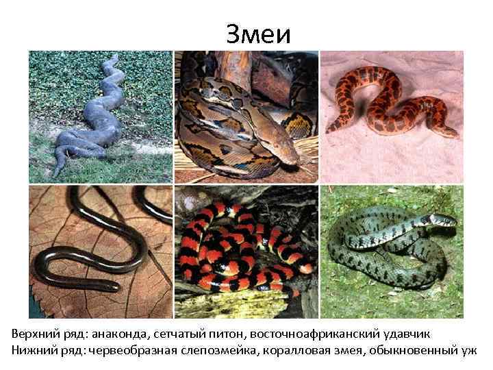 Змеи Верхний ряд: анаконда, сетчатый питон, восточноафриканский удавчик Нижний ряд: червеобразная слепозмейка, коралловая змея,