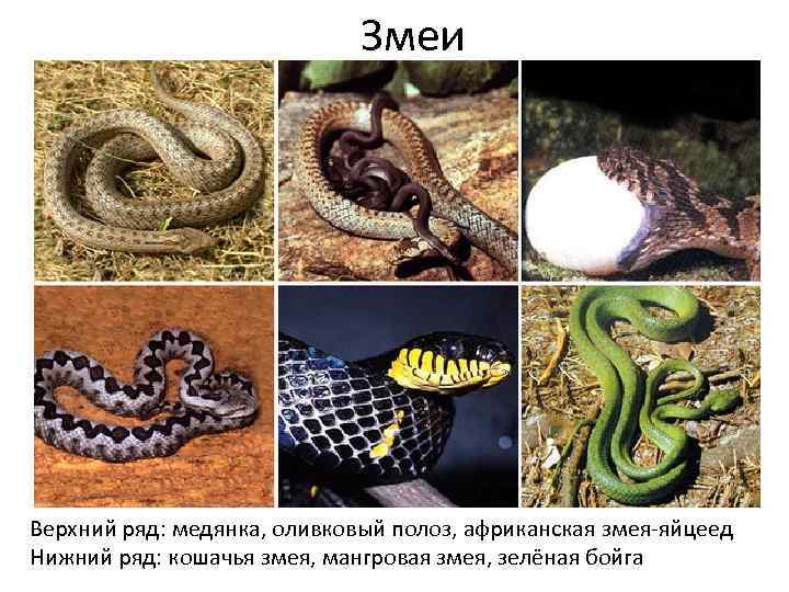 Змеи Верхний ряд: медянка, оливковый полоз, африканская змея яйцеед Нижний ряд: кошачья змея, мангровая