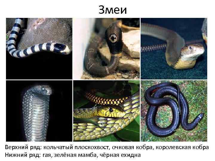 Змеи Верхний ряд: кольчатый плоскохвост, очковая кобра, королевская кобра Нижний ряд: гая, зелёная мамба,