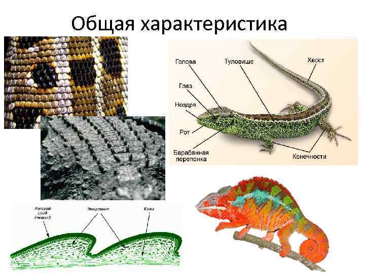 Презентация рептилии 7 класс