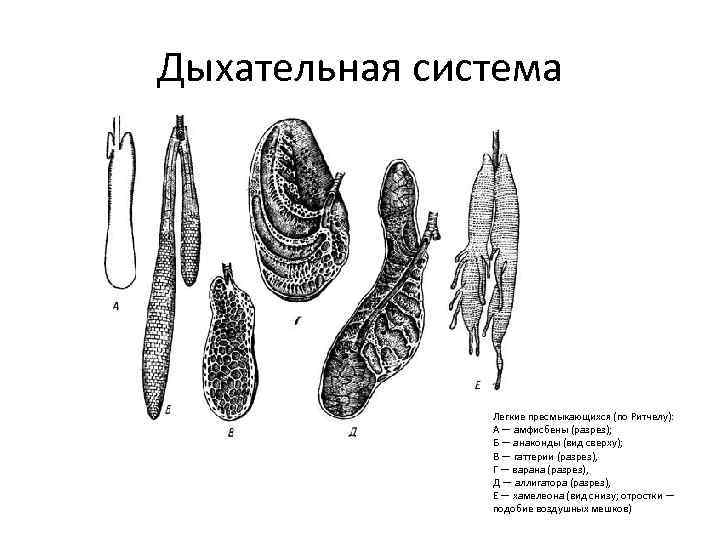 Дыхательная система Легкие пресмыкающихся (по Ритчелу): А — амфисбены (разрез); Б — анаконды (вид