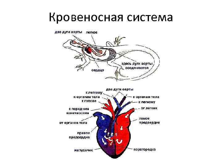 Кровеносная система 