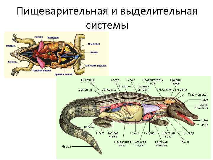 Назовите органы рептилии изображенной на рисунке