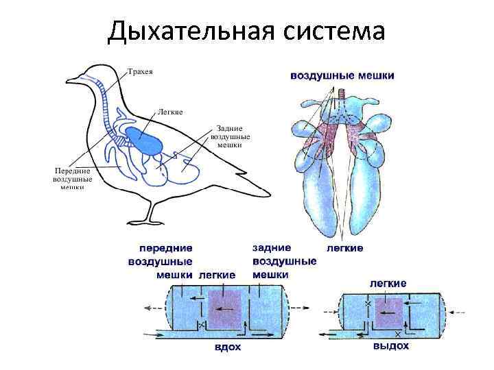 Дыхательная система 