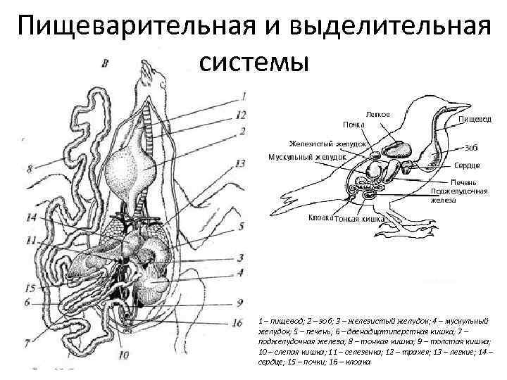 Пищеварительная и выделительная системы zoo. kspu. ru 1 – пищевод; 2 – зоб; 3