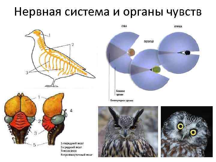 Органы чувств система птиц