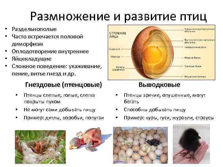 Размножение и развитие птиц • Раздельнополые • Часто встречается половой диморфизм • Оплодотворение внутреннее