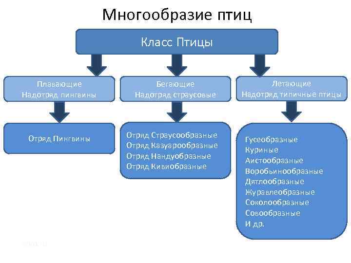 Многообразие птиц Класс Птицы Плавающие Надотряд пингвины Отряд Пингвины ebio. ru Бегающие Надотряд страусовые