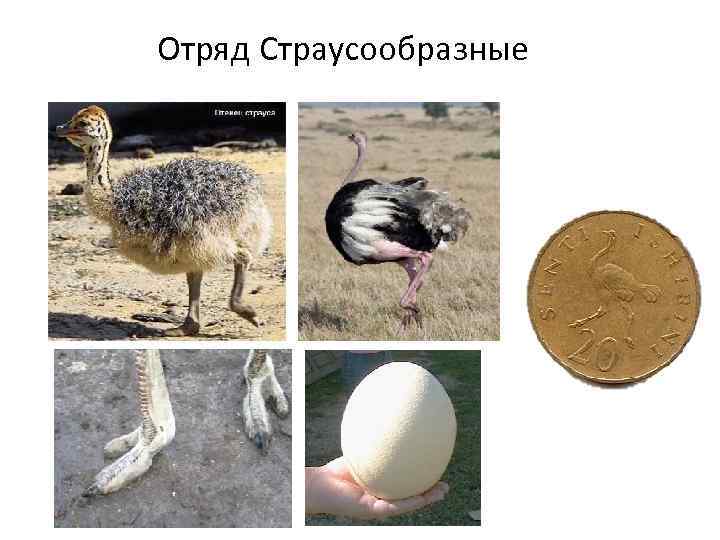 Отряд Страусообразные 