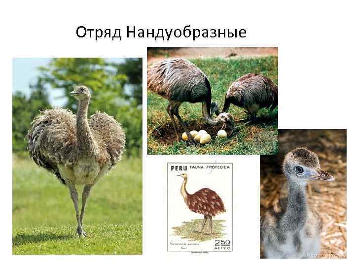 Отряд Нандуобразные 