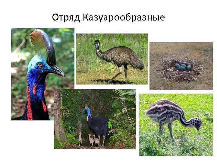 Отряд Казуарообразные 