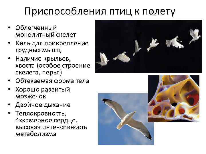 Основные приспособления птиц к полету в строении