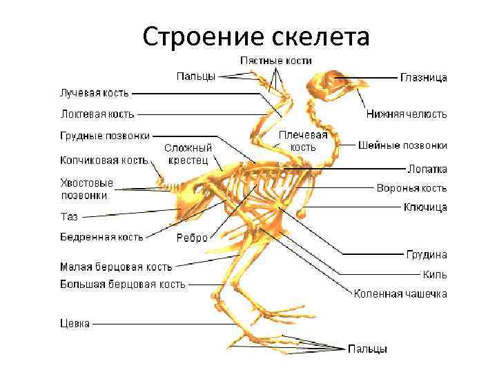 Строение скелета 