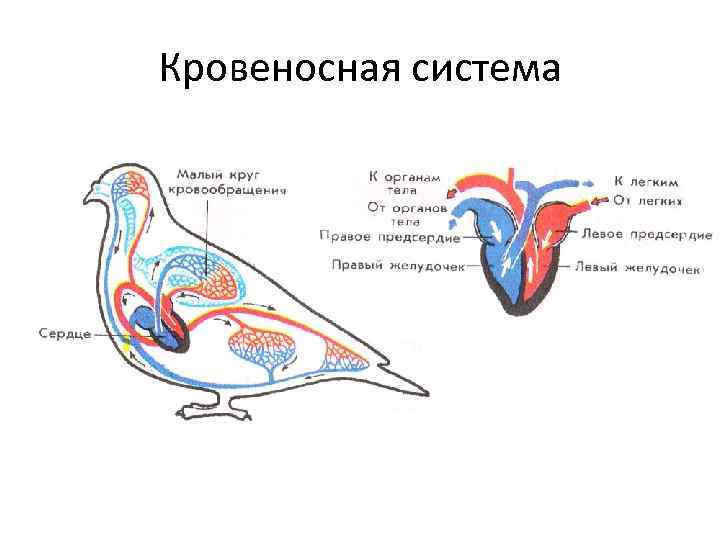 Выберите характеристики и изображение кровеносной системы птиц. Кровеносная система птицы голубя. Строение кровеносной системы голубя. Схема кровеносной системы птицы биология 7. Кровеносная система птиц схема.
