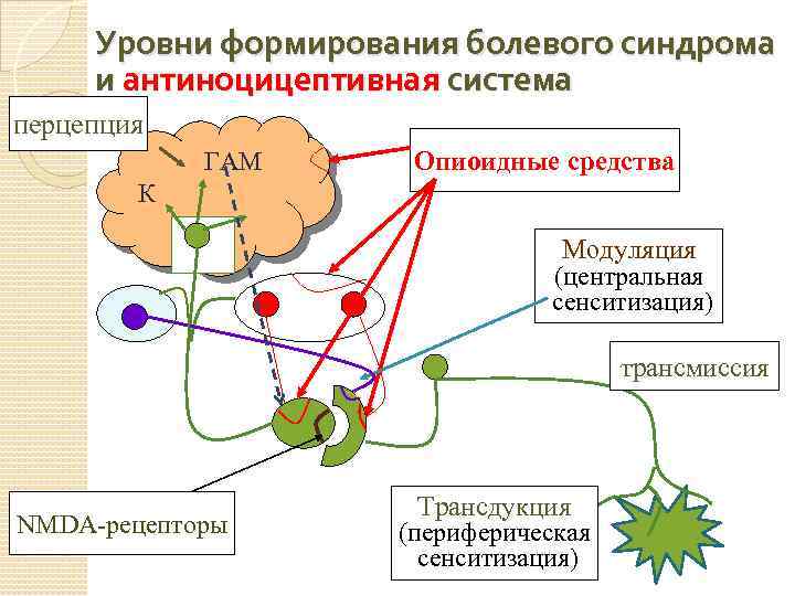 Уровни формирования болевого синдрома и антиноцицептивная система перцепция ГАМ Опиоидные средства К Модуляция (центральная