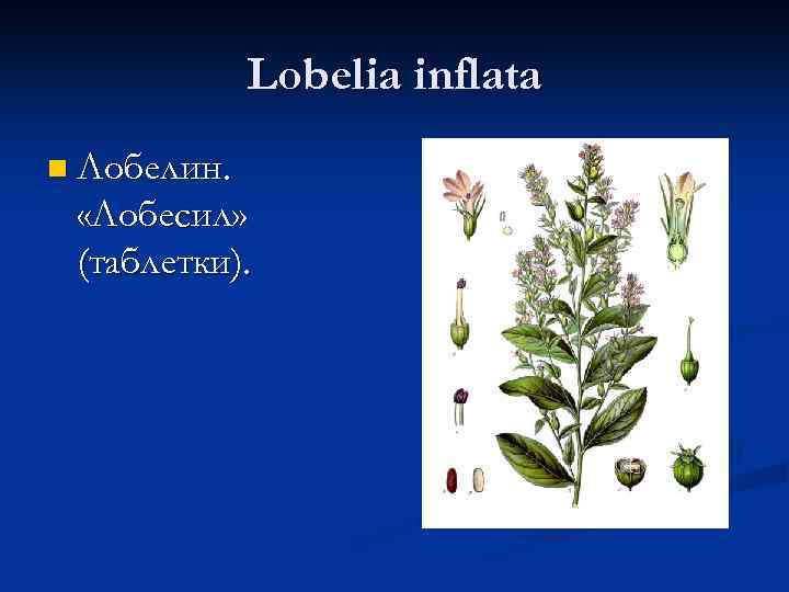 Lobelia inflata n Лобелин. «Лобесил» (таблетки). 