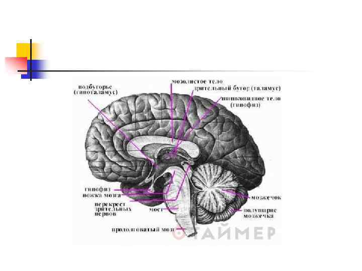 Где находится память. Схема мозга структуры головного мозга таламус. Структуры памяти в головном мозге. Сагитальный разрез головного мозга. Отдел мозга отвечающий за память.