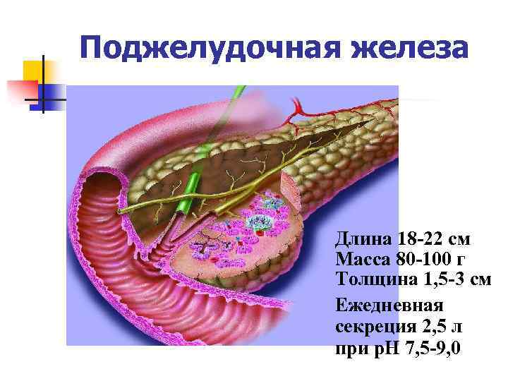Поджелудочная железа Длина 18 -22 см Масса 80 -100 г Толщина 1, 5 -3