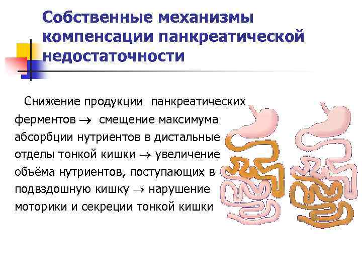 Собственные механизмы компенсации панкреатической недостаточности Снижение продукции панкреатических ферментов смещение максимума абсорбции нутриентов в