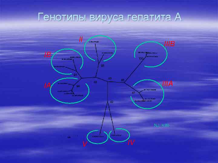 Генотипы вируса гепатита А II IIIB IB 100 95 91 83 IA 83 85