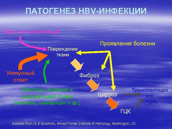 ПАТОГЕНЕЗ HBV-ИНФЕКЦИИ Вирусная репликация Проявления болeзни Повреждениe ткани Иммунный отвeт Факторы хозяина и окружающей