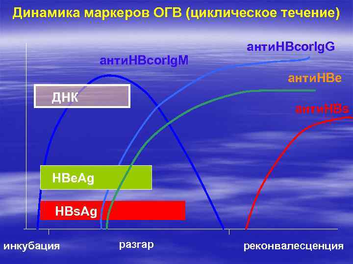 Динамика маркеров ОГВ (циклическое течение) анти. HBcor. Ig. M анти. HBcor. Ig. G анти.