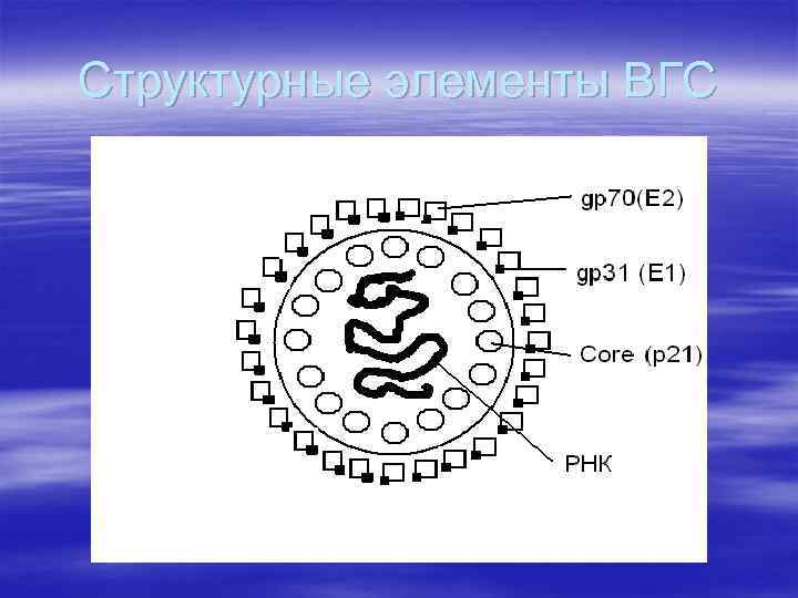 Структурные элементы ВГС 