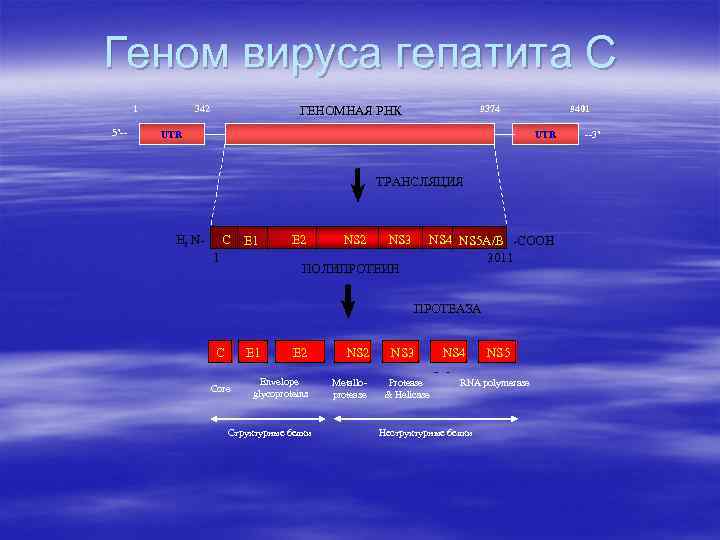 Геном вируса гепатита С 1 5’-- 342 9374 ГЕНОМНАЯ РНК UTR 9401 UTR ТРАНСЛЯЦИЯ