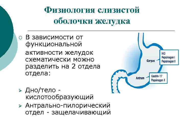Физиология слизистой оболочки желудка ¡ В зависимости от функциональной активности желудок схематически можно разделить