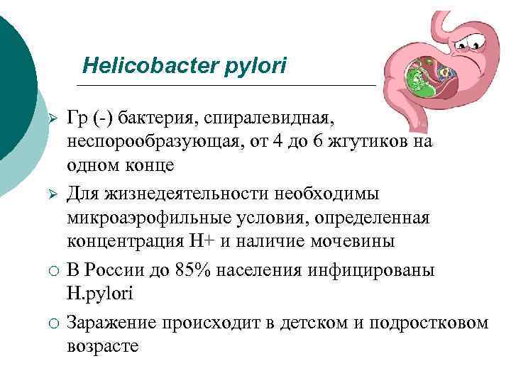 Helicobacter pylori Ø Ø ¡ ¡ Гр (-) бактерия, спиралевидная, неспорообразующая, от 4 до
