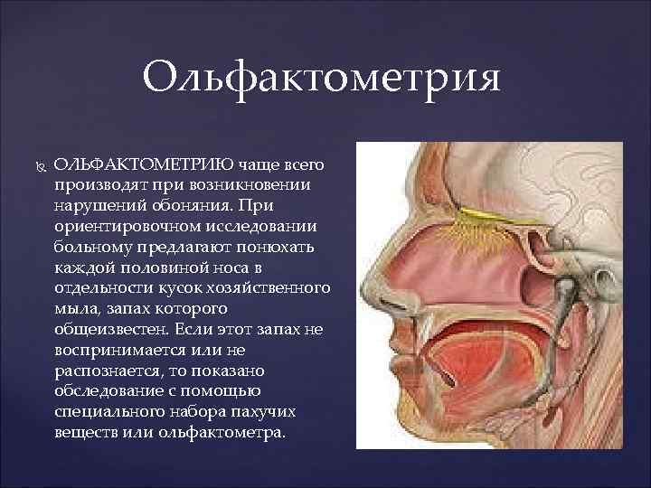 Обонятельной полостью носа является