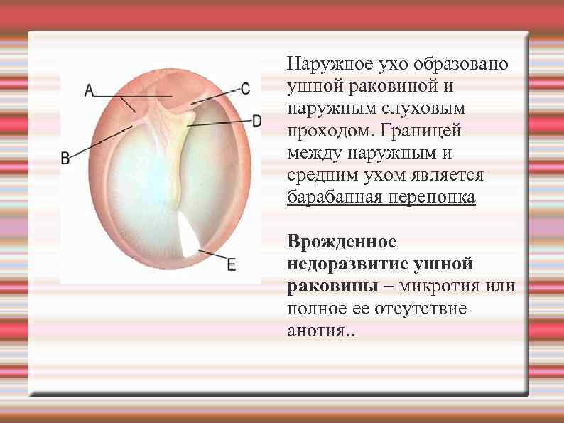 Наружное ухо образовано ушной раковиной и наружным слуховым проходом. Границей между наружным и средним
