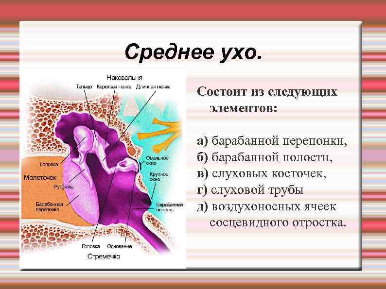 Среднее ухо. Состоит из следующих элементов: а) барабанной перепонки, б) барабанной полости, в) слуховых
