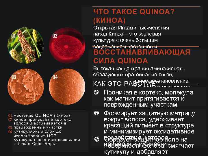 ЧТО ТАКОЕ QUINOA? (КИНОА) Открытая Инками тысячелетия назад Киноа – это зерновая культура с