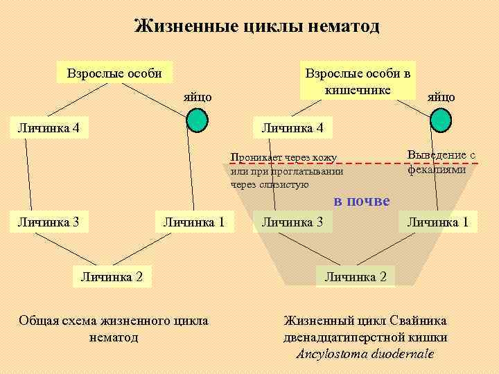 Жизненные циклы нематод Взрослые особи яйцо Личинка 4 Взрослые особи в кишечнике яйцо Личинка